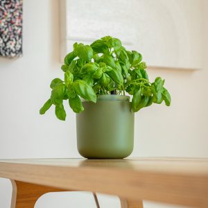 maceta autorriego para plantas aromáticas