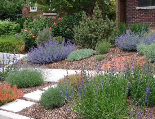 Xeropaisajismo o cómo tener un jardin precioso con bajo consumo de agua