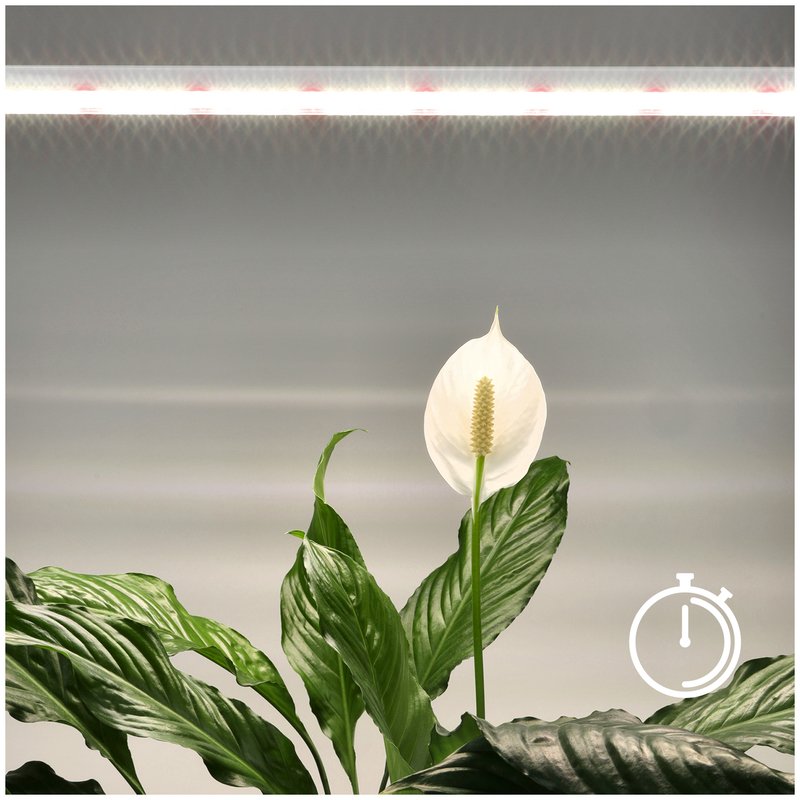 KOBI LED GROWLY 15W 4