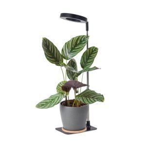 Lámpara LED para Plantas VERDI V2 5W Negra Luz de Crecimiento