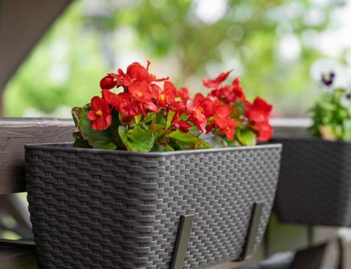 Qué plantar en jardineras de exterior: plantas resistentes frío-calor y fáciles de cuidar