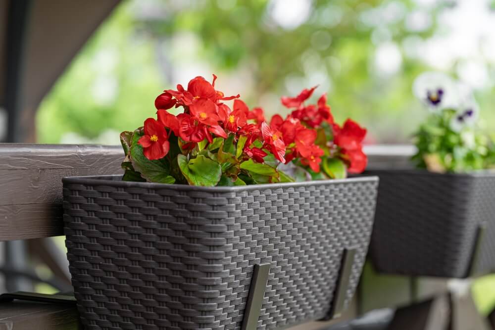 planta maceta exterior