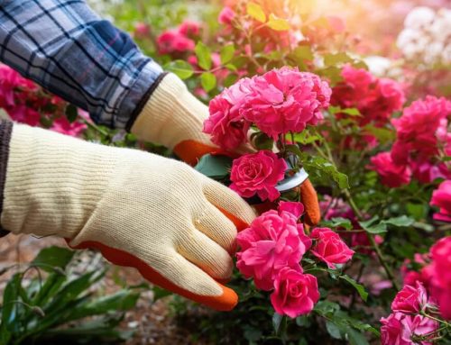 Calendario de mantenimiento para tu jardín: cómo cuidarlo de invierno a verano