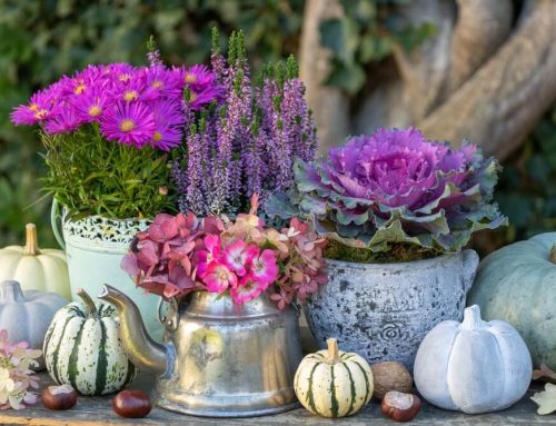 ¿Qué plantar en invierno en macetas?