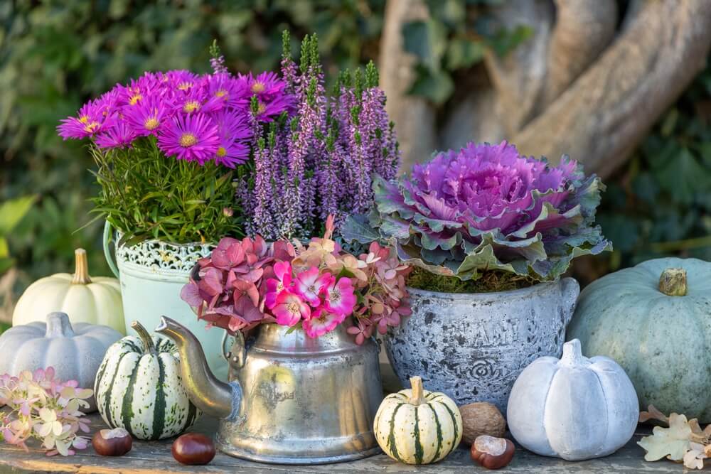 plantas de invierno en maceta