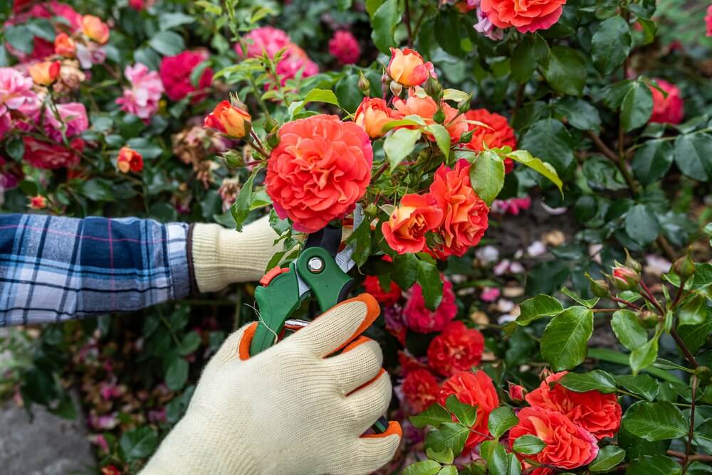 mantenimiento podar plantas
